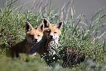 Tilki / Vulpes vulpes / Red Fox 
